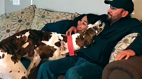 Dogs showing love to their owners