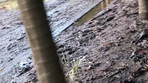 6.4.2025 Barron River Esplanade, Kuranda