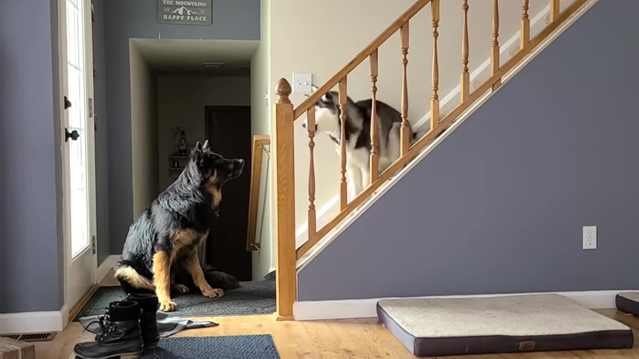 dogs having argument, funny moments