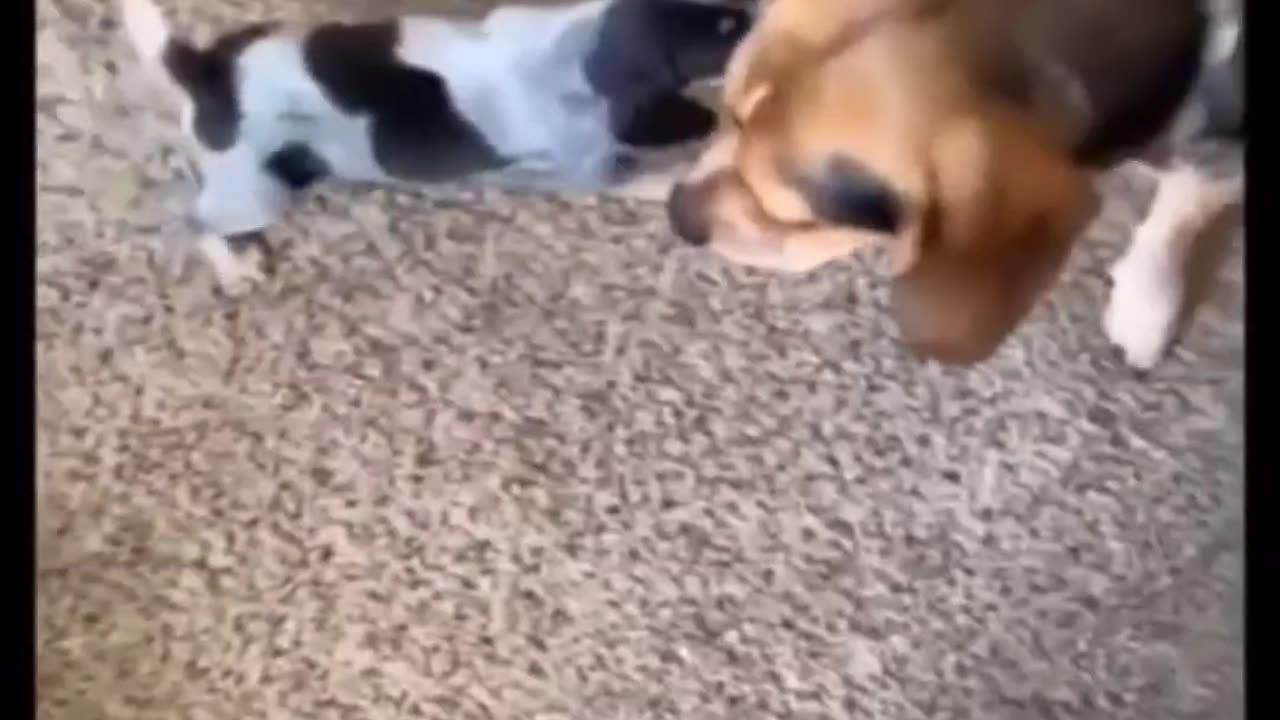 Feline Funnies | Cats That Melt Your Heart 🎭✨