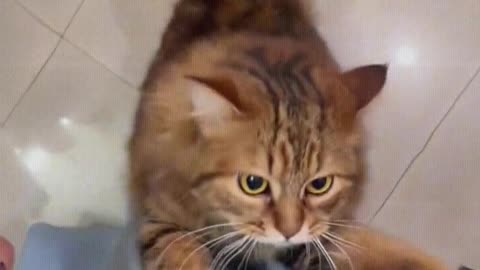 Cat： Mom, hold me.