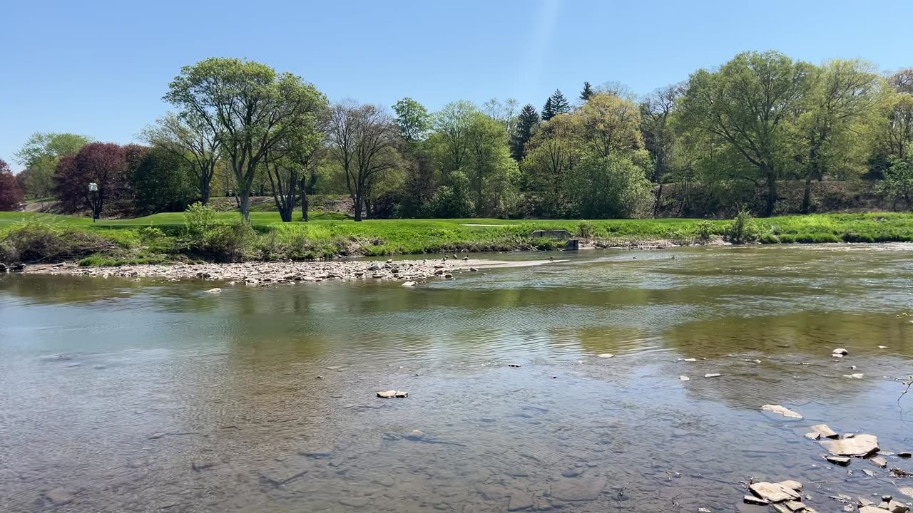 Canada Geese and lots of cute little Goslings