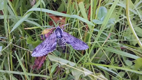 Sphinx Moth