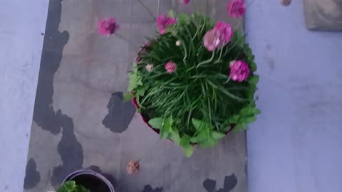 I love how little flowers encircle the big one