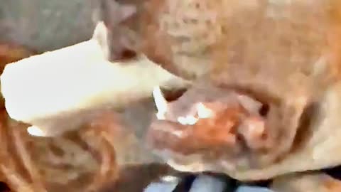 😆😂 "This Dog Just Invented Comedy!" 😆😂