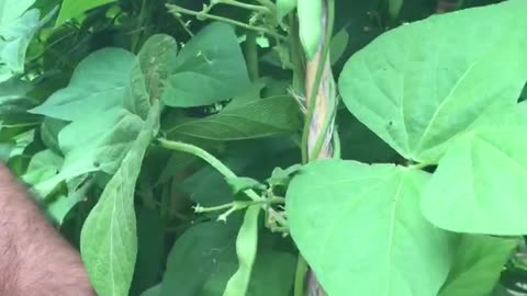 Bean harvest