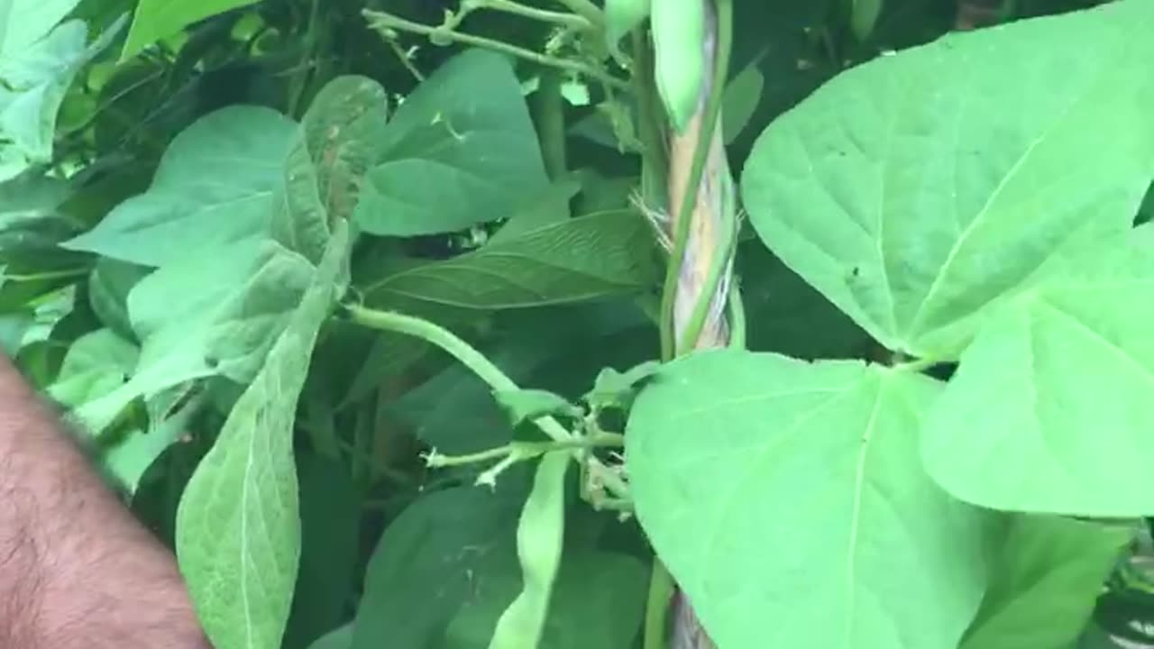 Bean harvest