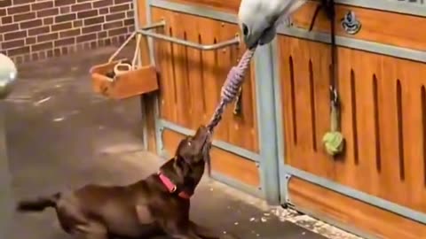 sweet n funny momen pets