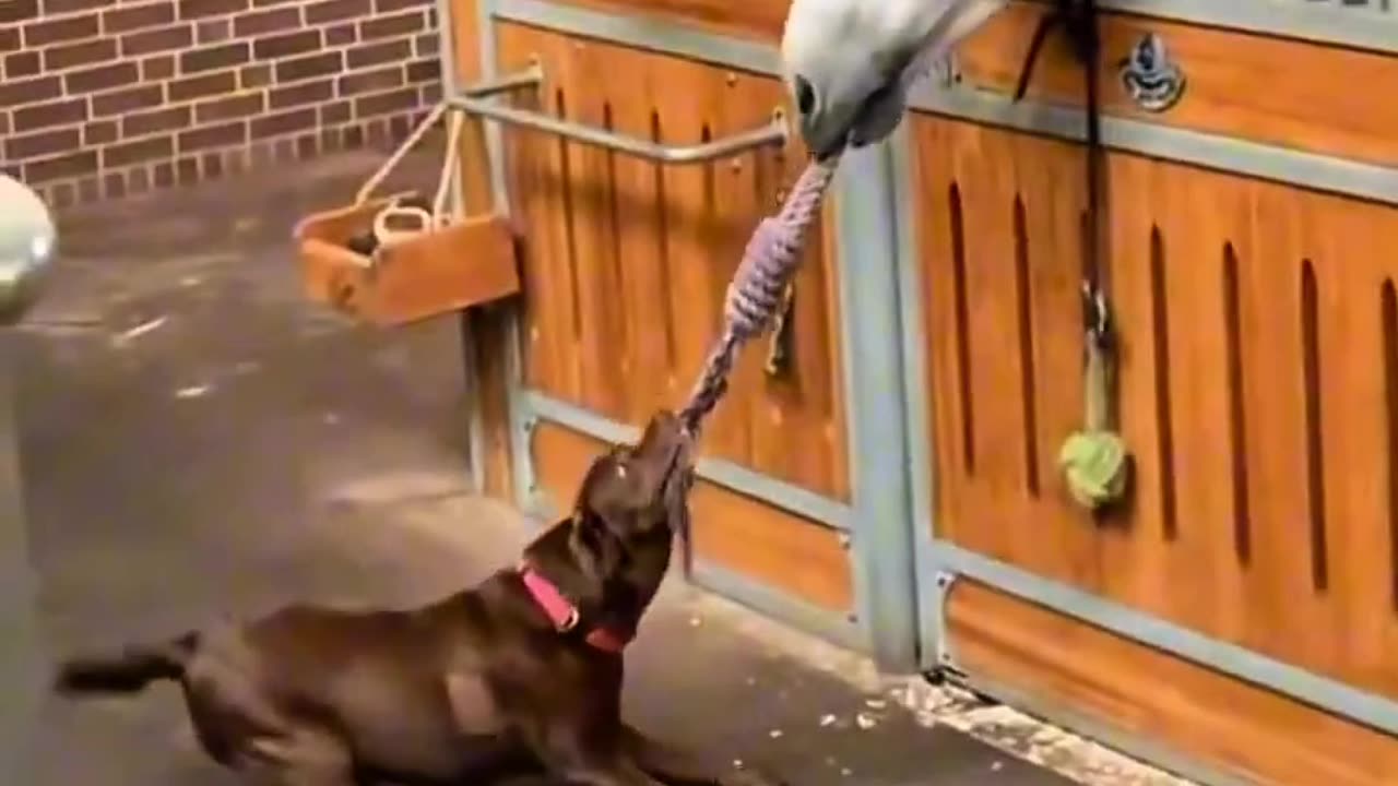 sweet n funny momen pets