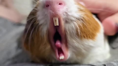 😂 You Won't Believe This Cat's Yawn! | FunFM
