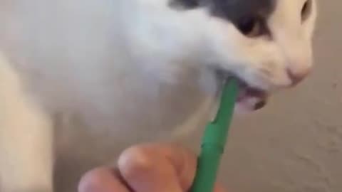 Dog's Comedy Videos 🤣 so cute videos and puppies comedy scenes 😂 so cute 🥰🥰🥰🥰