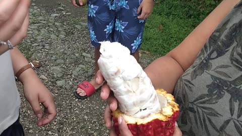 Ecuador Cocoa fruit