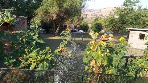 My sunflower 🌻 garden.