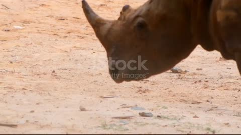 Rhino vs Rhino