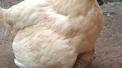 "White Hen's Reaction When Chicks Go Wild!