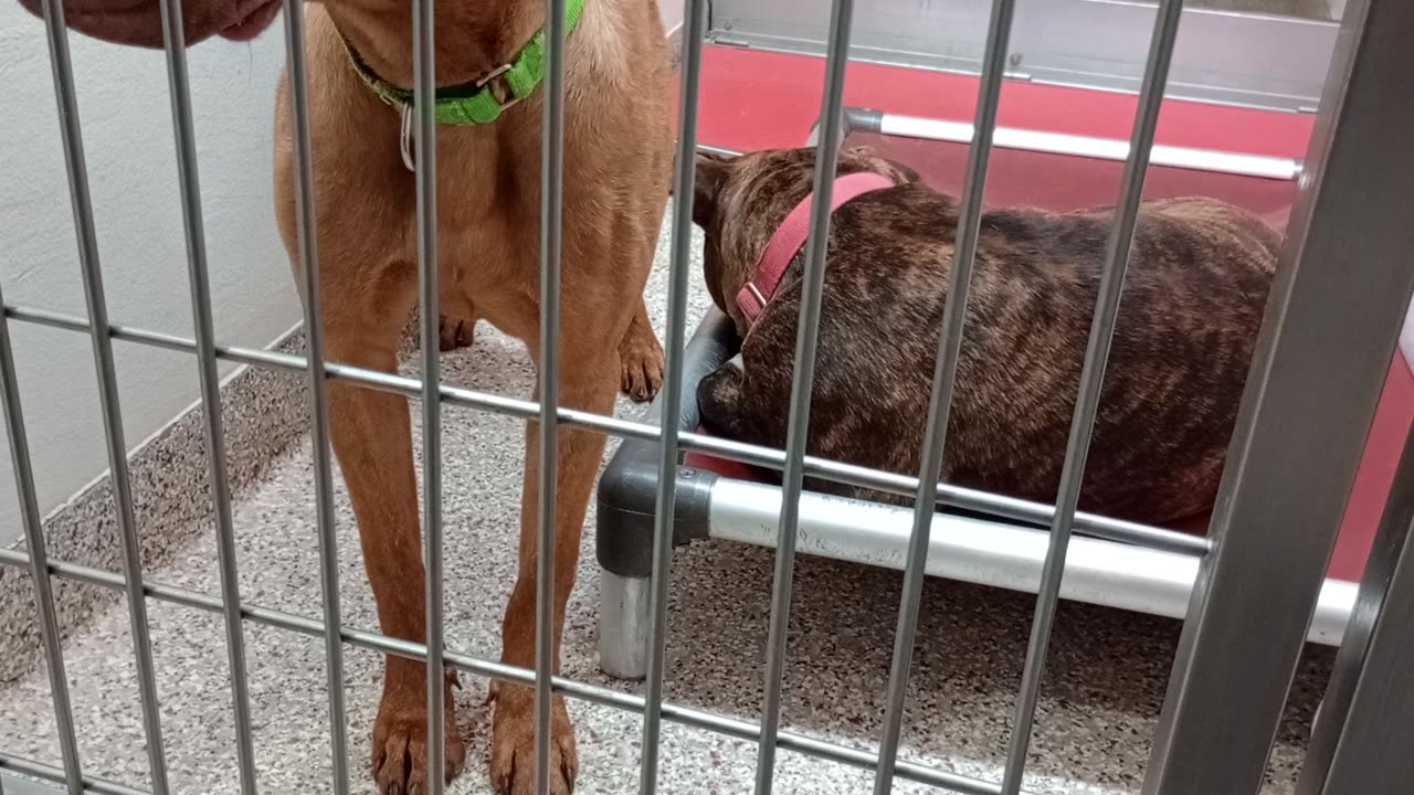 Loyas-on bed 2y A850532 Coco 2y A861395 kennel 167 PACC shelter Loyas mostly naps979