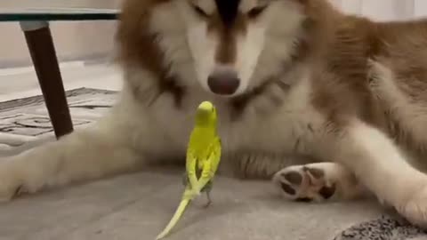 Dog and parrot conversation