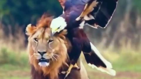 Friendship of lion and eagle