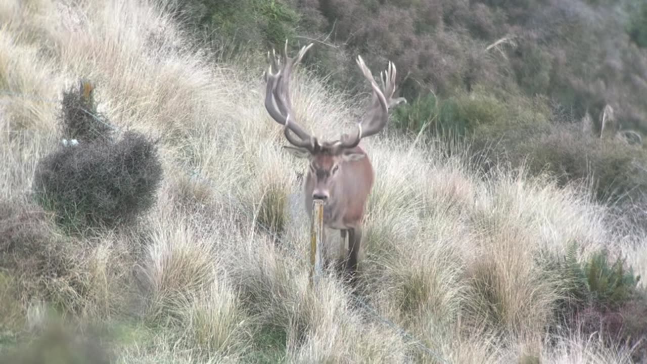 Monster Stag Hunt • 7-08 • 145 HHT Bullet