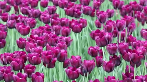 Spring Nature background Free Stock Video Footage collection