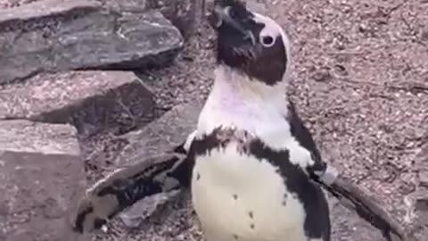 Funny Animals Videos
