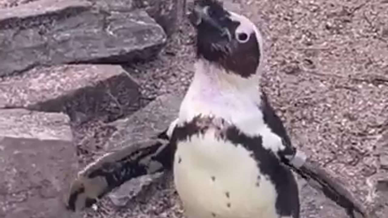 Funny Animals Videos