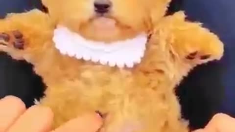 Cute cat dancing video