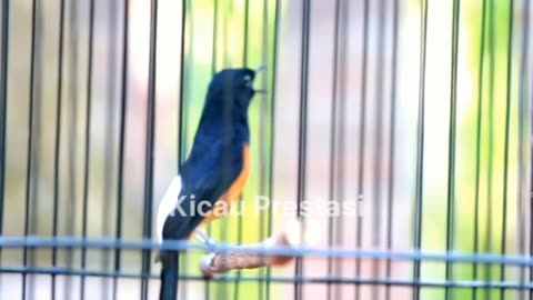 MURAI BATU MEDAN GACOR FULL ISIAN TEMBAKAN MEWAH AMPUH MEMANCING EMOSI MURAI BATU