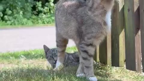New Furry Boys in the Neighborhood! 🐾😻 #shorts