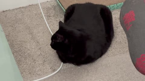 Cute Precious Piper Thinks of Others - Adopting a Cat from a Shelter Vlog