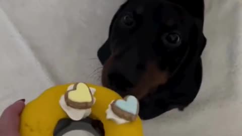 PetBuds Doughnut Treat Dispenser