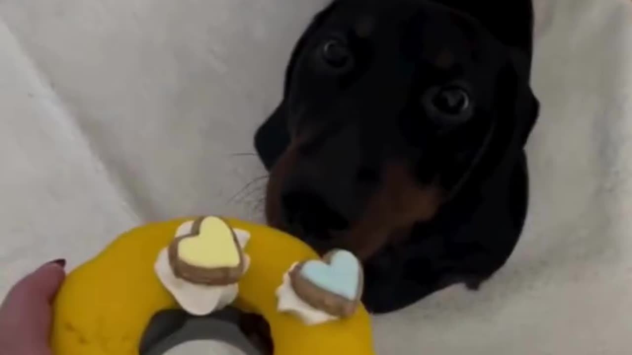 PetBuds Doughnut Treat Dispenser