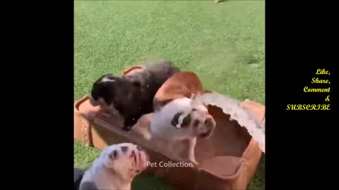 Funny Pet Videos Compilation