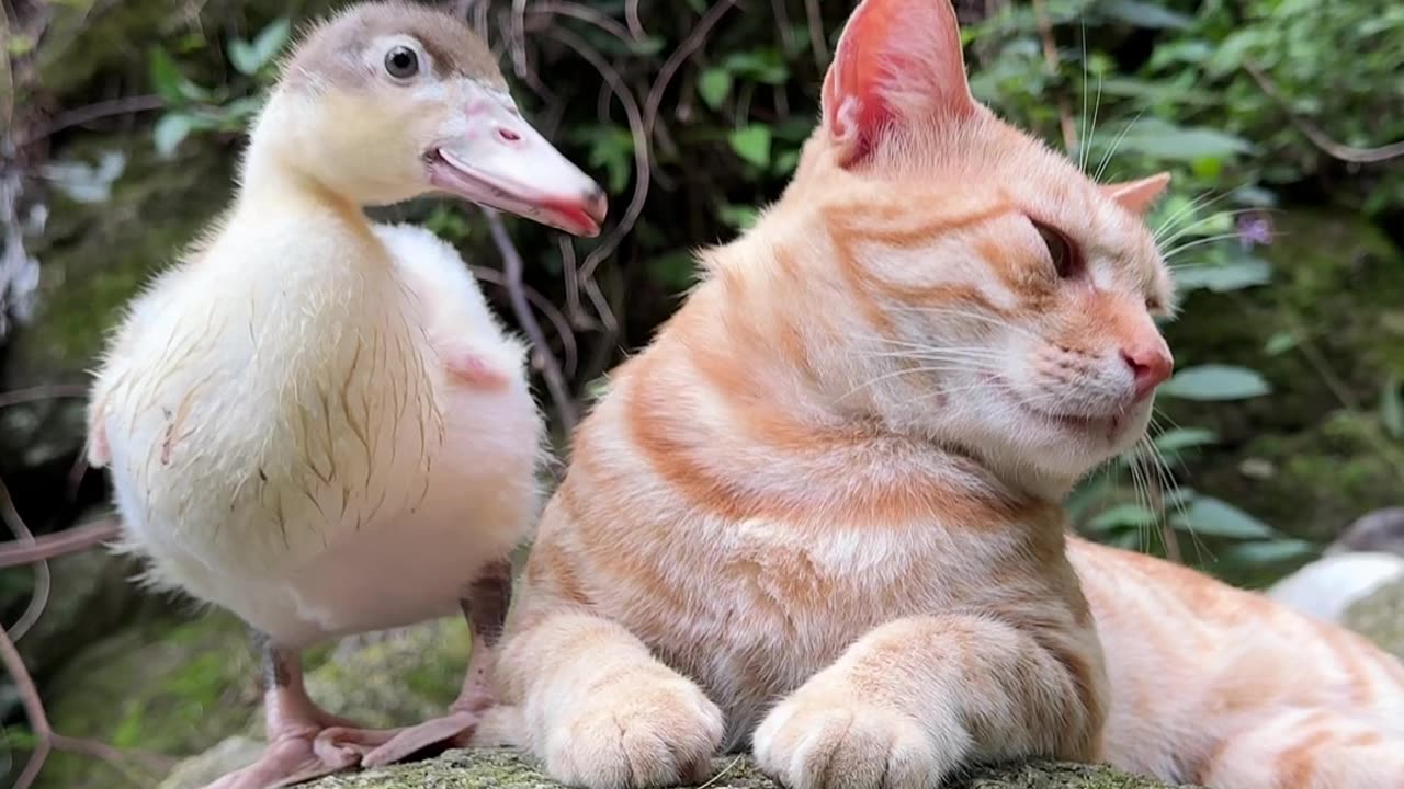 Although the duckling's behavior was a bit rude, it helped me eat the eye mucus and worms.