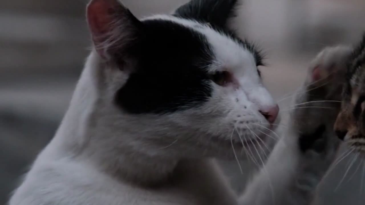 Dancing Cats: A Joyful Showcase