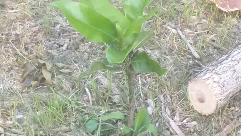 Hopefully Magnolia in Midwest