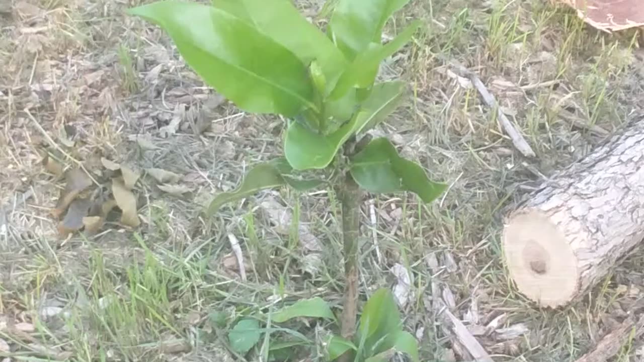 Hopefully Magnolia in Midwest