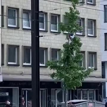 He climbed up a tree and didn't want to come down.