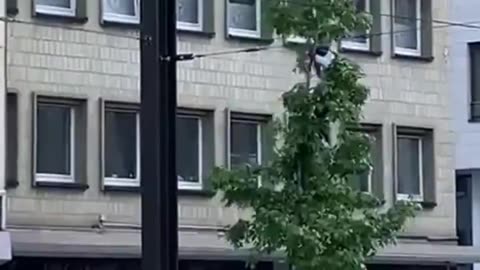 He climbed up a tree and didn't want to come down.