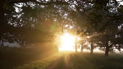 Forest Walk Relaxing Video For Sleep And Relaxation!!!