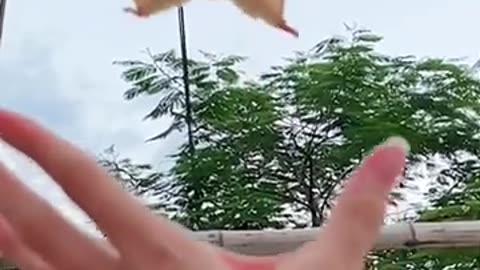 Cutie Flying Squirrel In Mid-Air