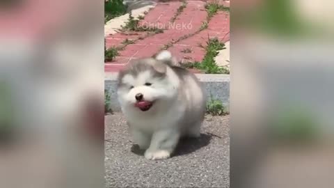 Prepare for uncontrollable laughter with these hilarious pets! 😂