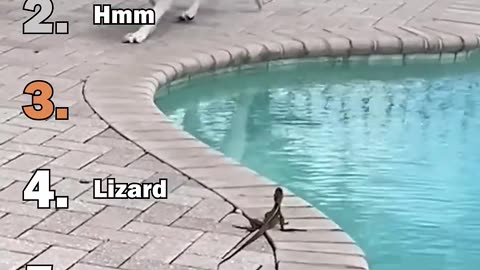 Lizard Comedy Show 🦎😂 | Funniest Animal Moments