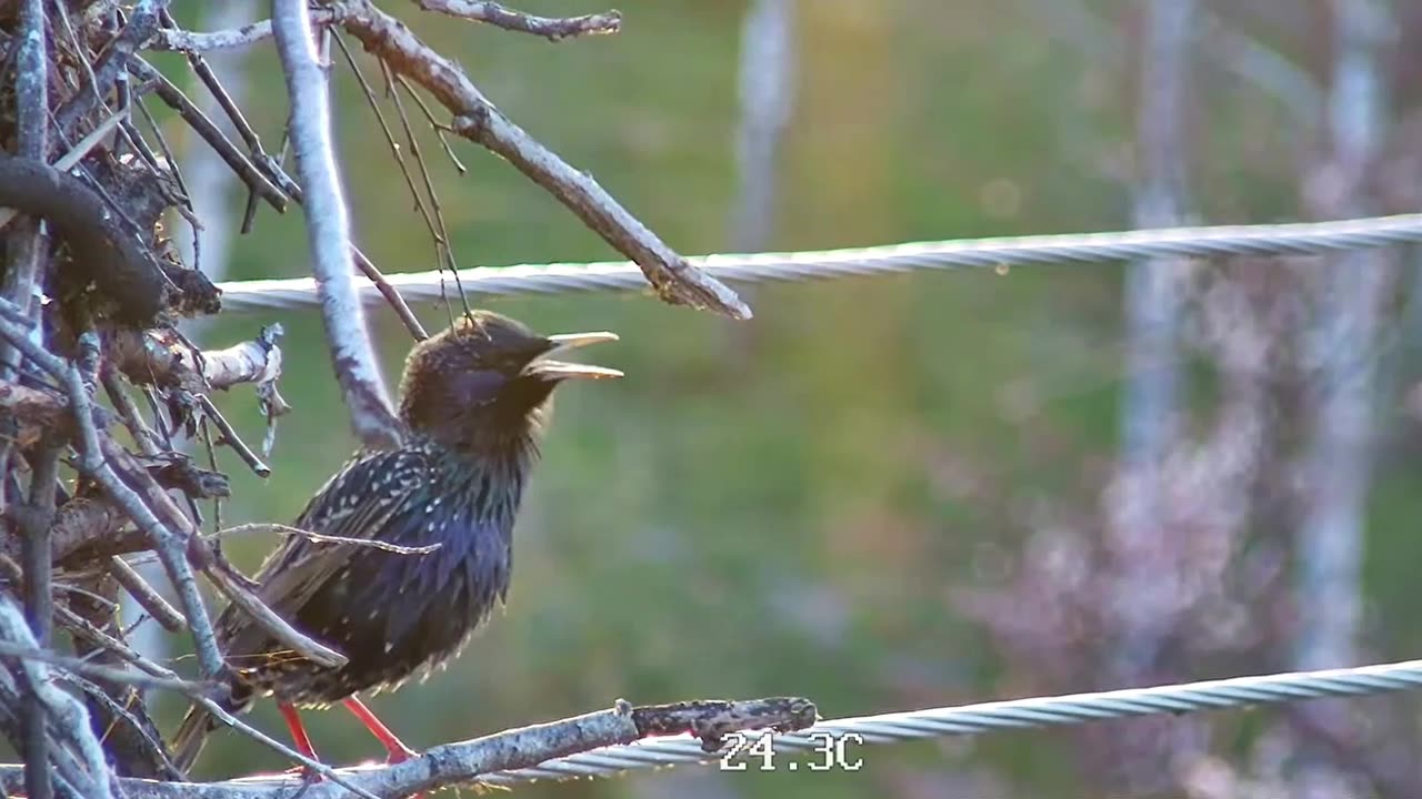 Cleaning the apartment accompanied by the twittering of a starling 🐦 🥰