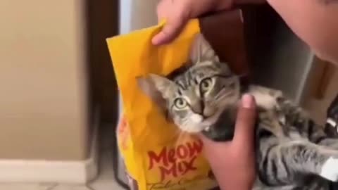 Meow Mix Moment! 😼