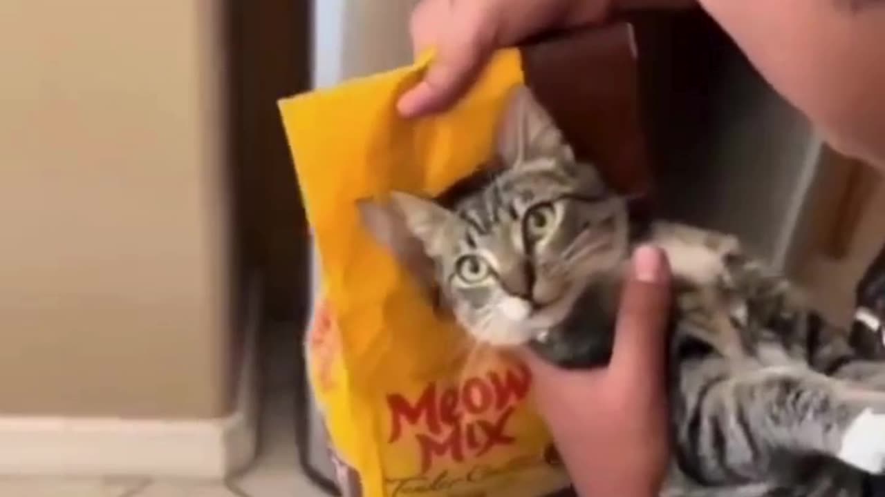 Meow Mix Moment! 😼