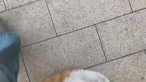 😤🐱 This Cat's Attitude is Unbelievable! | FunFM