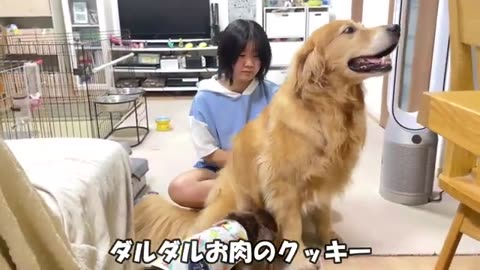 Cookie, a large dog (golden retriever and miniature dachshund) finally loses his temper when his ...