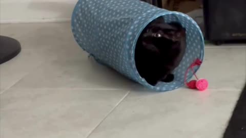 Cute Precious Piper is in Her Tunnel - Adopting a Cat from a Shelter Vlog #shorts