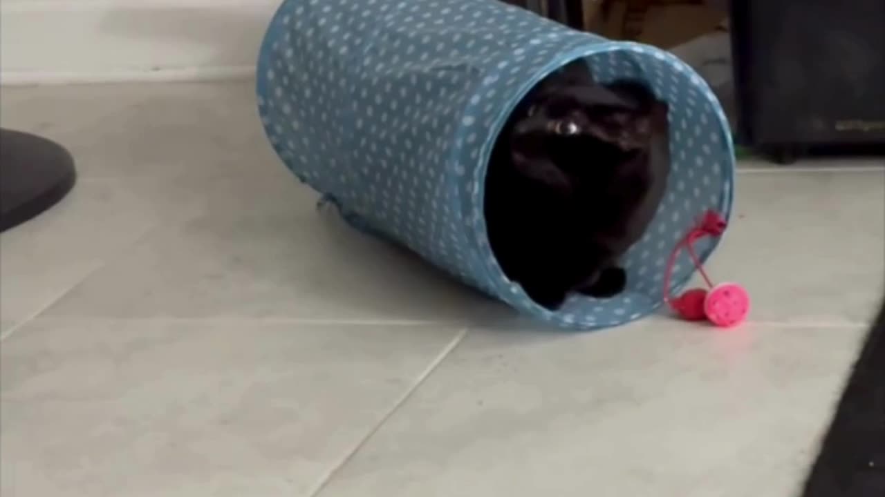 Cute Precious Piper is in Her Tunnel - Adopting a Cat from a Shelter Vlog #shorts